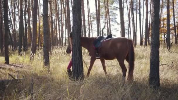 Menina caucasiana jovem em roupas rosa andando com belo cavalo marrom entre árvores na floresta de outono. Bonita fêmea equestre descansando com seu amigo animal ao ar livre . — Vídeo de Stock