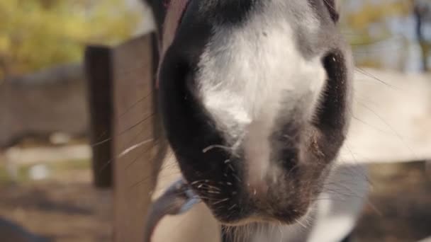 Gros plan portrait d'un beau cheval noir avec des marques faciales blanches reniflant la caméra. Animal gracieux debout dans le corral à l'extérieur .
