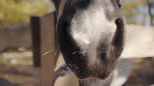 Close-up portret van een prachtig zwart paard met witte gezichtsmarkeringen die aan de camera ruiken. Genadig dier dat buiten in de kraal staat. — Stockvideo