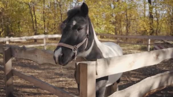 Retrato de um belo cavalo preto e branco com marcas faciais brancas em pé no curral ao ar livre. Gracioso animal olhando para a câmera . — Vídeo de Stock