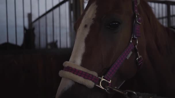 Portrait of a graceful brown horse in bridles standing in the corral indoors. Beautiful animal looking at the camera. — Stock Video