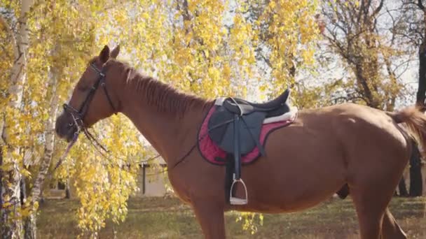 Caballo marrón agraciado con marcas faciales blancas comiendo hojas amarillas del árbol. Retrato de un hermoso animal de pie en el bosque de otoño . — Vídeos de Stock