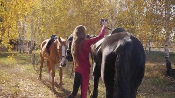 Junges kaukasisches brünettes Mädchen, das schwarze Pferde im herbstlichen Wald einspannt. Professionelle Reiterin kümmert sich um anmutige Tiere im Freien. — Stockvideo