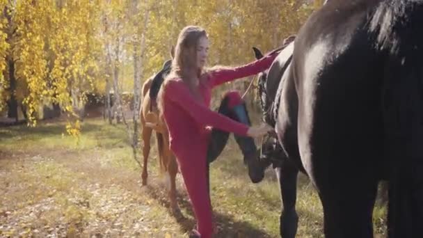 Giovane donna bruna caucasica sella nero grazioso cavallo nella foresta autunnale. Formazione professionale equestre femminile all'aperto . — Video Stock