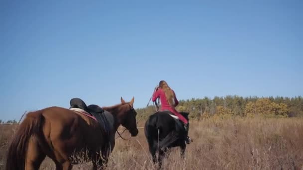 Young Caucasian female equestrian riding the black horse on the meadow and holding halter of the brown stallion. Professional jockey in pink clothes spending sunny autumn day outdoors. — Stock Video