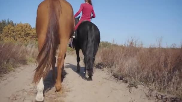 Pohled zezadu na dva půvabné koně kráčející po prašné cestě. Profesionální kavkazská jezdkyně jezdící na černém elegantním koni a držící ohlávku hnědého hřebce. — Stock video