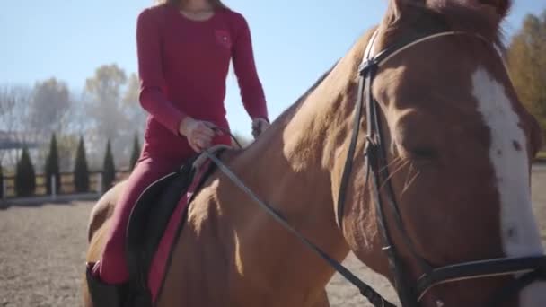 Zbliżenie na twarz brązowego konia z białymi znakami twarzy, chodzącego z jeźdźcem na plecach. Portret pełnego wdzięku zwierzęcia spacerującego w zagrodzie w słoneczny jesienny dzień. — Wideo stockowe