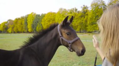 Mercanların yanında duran uzun kahverengi saçlı, beyaz bir kadın. Güzel kahverengi atı elleriyle okşamaya çalışan bir kız..