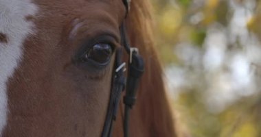 Kahverengi atın gözünün aşırı yakın plan çekimleri ve beyaz yüz izleri. Sonbahar ormanında güneş ışığında duran zarif bir hayvan. Sinema 4k görüntüleri Prores Hq.