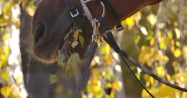 Extremo close-up de boca de cavalo mastigar ramo de árvore. Animal marrom comendo folhas amarelas na floresta de outono ensolarada. Cinema 4k footage ProRes HQ . — Vídeo de Stock