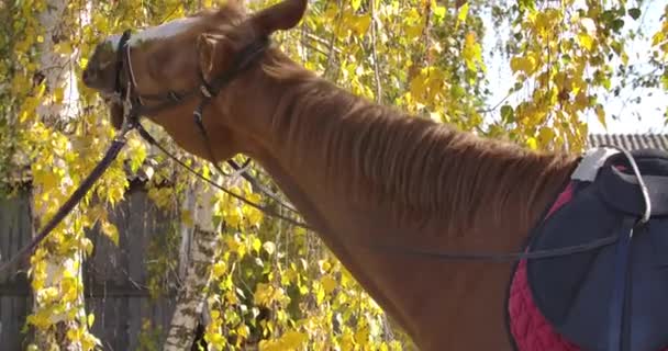 Kecses barna ló fehér arcjelzéssel, sárga leveleket eszik a fáról. Egy gyönyörű állat portréja áll az őszi erdőben. Mozi 4k felvételek Prores Hq. — Stock videók