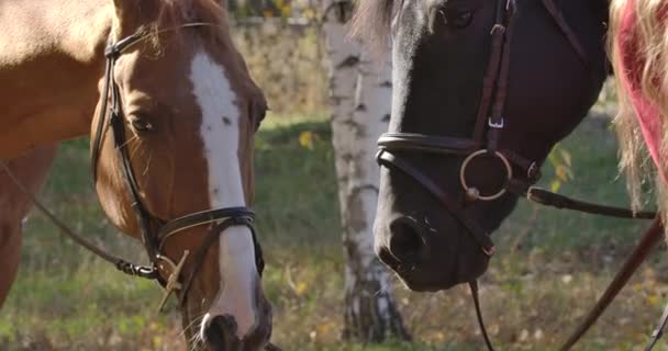 Güneşli sonbahar ormanında iki atın yakın çekimi. Kahverengi ve siyah zarif hayvanlar gün ışığında dışarıda duruyorlar. Sinema 4k görüntüleri Prores Hq. — Stok video