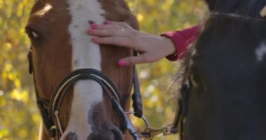 Güneşli sonbahar ormanlarında, üzerinde beyaz yüz izleri olan kahverengi atı okşayan bir kadının yakın çekimi. Genç, beyaz atlı at binicisi dışarıda zarif hayvanlarla vakit geçiriyor. Sinema 4k görüntüleri Prores Hq