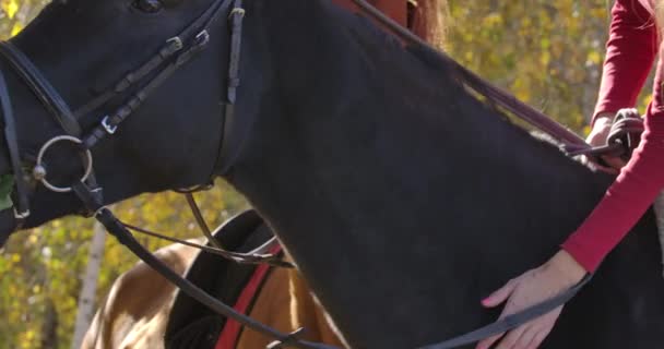 Primer plano de la mano femenina caucásica acariciando la cara de caballo negro en el soleado bosque otoñal. Joven ecuestre pasar el día con dos animales agraciados al aire libre. Cinema 4k metraje ProRes HQ . — Vídeo de stock