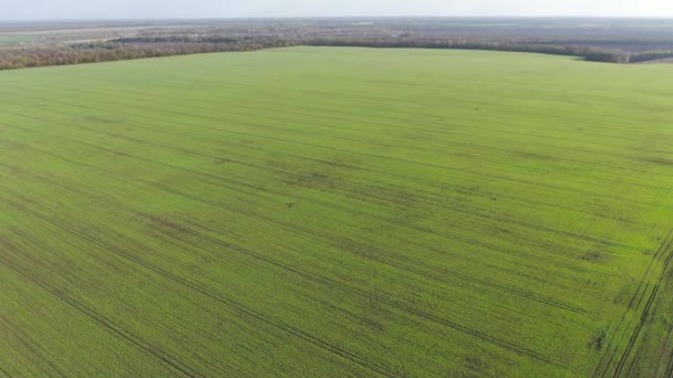 Gros plan du champ cultivé vert par une journée ensoleillée. Vue aérienne de la belle nature. Concept de jardinage, agronomie, agriculture . — Video