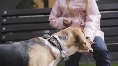 Açık havada evcil hayvanı besleyen tatlı beyaz bir kız. Güzel sarışın bir çocuğun portresi bankta oturuyor ve küçük safkan bir köpeğe köpek maması veriyor. Eğlence, eğlence, çocukluk, arkadaşlık..