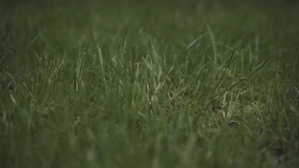 Groen gras dat schudt van de wind. Frisse natuur buiten na regen. Natuur, rust. — Stockvideo