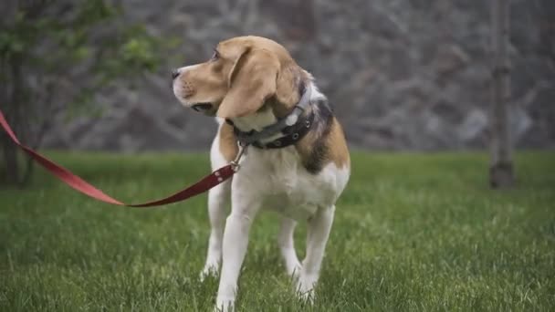 Vacker vit och brun beagle promenader på grönt vått gräs med liten ägare. Oigenkännlig flicka i rosa gummistövlar promenader med hund utomhus på regnig dag. Livsstil, husdjur, barndom, vård. — Stockvideo