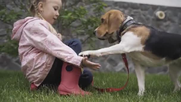 Vista lateral de beagle dando pata a la pequeña chica blanca linda al aire libre. Retrato del dueño alegre y mascota descansando sobre hierba verde en día lluvioso., Alegría, amistad, animales domésticos, estilo de vida, infancia . — Vídeo de stock