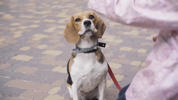 Primer plano de lindo beagle pidiendo comida para perros. Irreconocible niña caucásica alimentando a su mascota al aire libre. Alegría, ocio, estilo de vida, animales domésticos, infancia . — Vídeo de stock