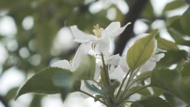 Extremo close-up de flores brancas e rosa florescendo no ramo de árvore. Pétalas suaves tremendo no vento com folhas de primavera verdes em volta. Jardim de flores, beleza na natureza, jardinagem . — Vídeo de Stock
