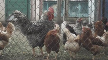 Metal kafesin arkasında yürüyen tavuğun yakın çekimi. Çiftlikte gezinen çiftlik hayvanları. Kırsal endüstri kavramı, çiftçilik, üreme, çiftçilik.