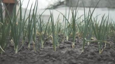 Kara toprak toprağında yetişen yeşil soğan. Tarım çiftliğinde yetiştirilen sağlıklı sebze sıraları boyunca kameralar hareket ediyor. Tarım, bahçıvanlık, tarım, tarım..