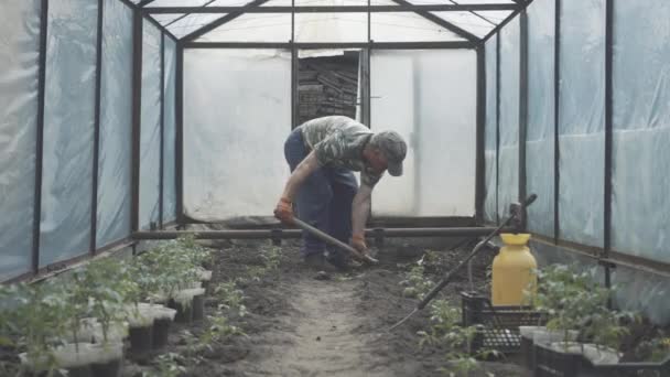 温室内のシャベルで地面を掘る白髪の白人男性。春や夏の日にカリードで働くシニア農家の側面図。農業、農業、農業、園芸. — ストック動画