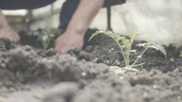 Gros plan de plantes vertes poussant au soleil avec un agriculteur caucasien flou plantant des semis en arrière-plan. Homme mûr méconnaissable travaillant à la ferme le jour ensoleillé du printemps ou de l'été. Horticulture. — Video