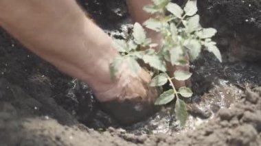 Yeşil sebze tohumu eken erkek eller. Kafkasyalı çiftçi verimli kara toprak tarlasına ekin ekiyor. Çiftçilik, tarım, bahçıvanlık kavramı..