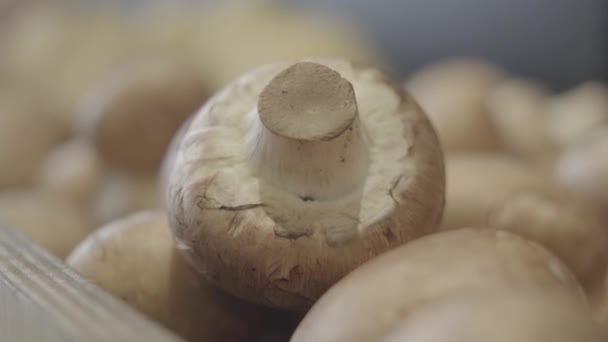 Primo piano estremo di champignons in negozio di alimentari. Funghi freschi che giacciono sullo scaffale nel negozio al dettaglio. Note di alimentazione, cibo biologico, dieta. S-log 2. — Video Stock