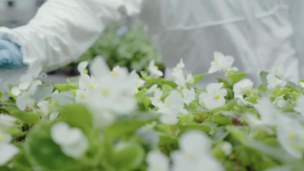 Mano femenina en guantes tocando tiernas flores blancas en invernadero. Mujer irreconocible en traje protector admirando plantas en invernadero. Horticultura, medicina herbal, concepto de jardinería . — Vídeos de Stock