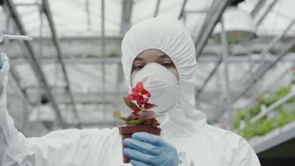 Närbild av kvinna i respirator lägga gödsel till plantera potten. Vit biolog i skyddande uniform droppande flytande bekämpningsmedel för att blomma i växthus. Örtmedicin, vetenskaplig forskning. — Stockvideo