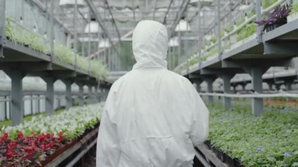 Camera volgt vrouw in wit beschermend pak lopen tussen rijen bloemen in kas. Achteraanzicht van zelfverzekerde jonge bioloog die planten controleert in het hothouse. Tuinieren, tuinbouw, teelt. — Stockvideo