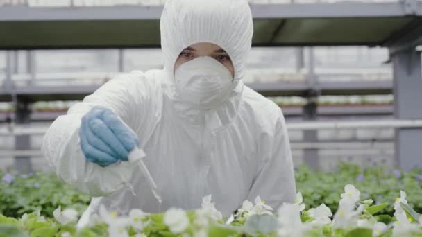 Allvarlig ung kvinnlig forskare i respirator och skyddande arbetsrock lägga bekämpningsmedel till växter i växthus. Porträtt av självsäker vit kvinna som befruktar blommor eller plantor. Näringsliv. — Stockvideo