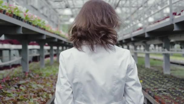 Back view of brunette woman with tablet walking and looking around in greenhouse. Serious focused Caucasian biologist checking plants in glasshouse. Lifestyle, gardening, horticulture, agriculture. — Stock Video