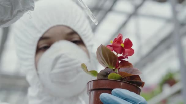 Närbild av röd blomma i potten med suddig kaukasisk kvinna i respirator lägga gödningsmedel. Kvinnlig biolog forskare som tar hand om växter i växthus. Bio 4k ProRes HQ. — Stockvideo