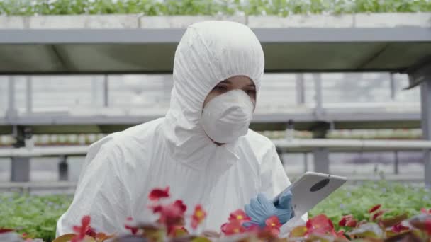 Kvinnlig biolog med tablettkontroll växter i växthus. Porträtt av allvarlig vit kvinna i vit skyddande arbetsrock och respirator tittar på plantor eller blommor. Vetenskap, trädgårdsarbete. — Stockvideo