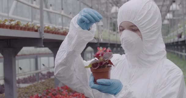 Närbild av fokuserad kaukasisk biolog droppande gödselmedel på röd blomma i potten. Koncentrerad kvinna i respirator tillsätter bekämpningsmedel för att plantera i växthus. Odling, affärsverksamhet, agronomi. — Stockvideo