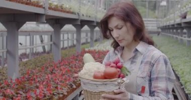 Güzel beyaz kadın elinde sebze sepeti, kameraya gülümsüyor. Kendine güvenen kadın tarım uzmanının portresi serada organik tarım ürünleriyle övünüyor. Sinema 4k ProRes Merkezi.