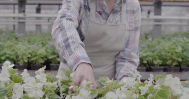 Serada beyaz çiçekli tencereyi tutan beyaz kadın eller. Serada çalışan tanınmayan bir kadın. Bitkisel ilaçlar, bahçıvanlık, biyoloji. Sinema 4k ProRes Merkezi.