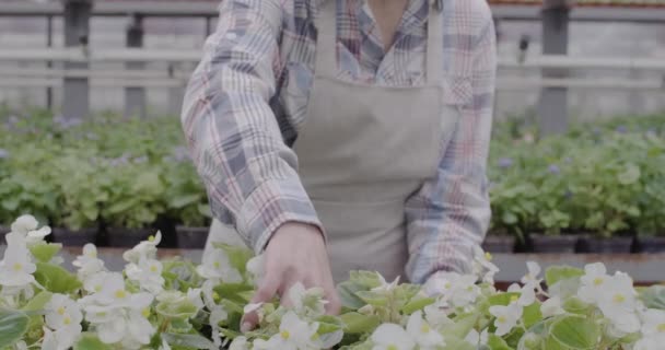 Serada beyaz çiçekli tencereyi tutan beyaz kadın eller. Serada çalışan tanınmayan bir kadın. Bitkisel ilaçlar, bahçıvanlık, biyoloji. Sinema 4k ProRes Merkezi. — Stok video