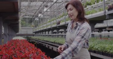 Gülümseyen kadın tencerede kırmızı çiçek kokusu alıyor ve hapşırıyor. Alerjisi olan beyaz tenli orta yaşlı bir kadının portresi. Sera, çiçek bahçesi, sağlık hizmetleri. Sinema 4k ProRes Merkezi.