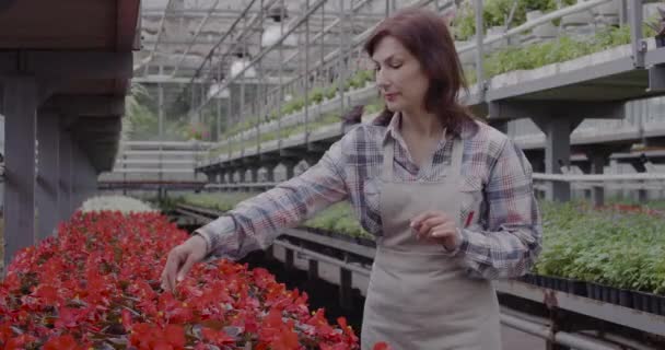 Donna caucasica sorridente godendo odore di fiore rosso in serra. Ritratto di biologo positivo medio adulto che ammira pianta in vaso. Scienza, erboristeria, stile di vita. Cinema 4k ProRes HQ. — Video Stock