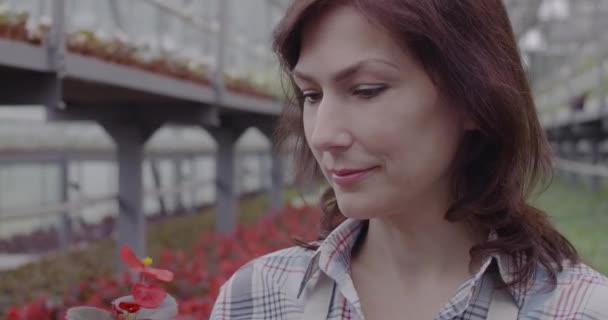 Charming woman with hazel eyes smelling red flower in pot and smiling at camera. Close-up portrait of confident beautiful lady posing in greenhouse. Cinema 4k ProRes HQ. — Stock Video