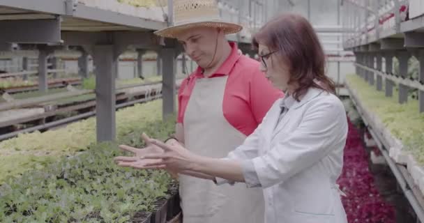 Seitenansicht eines professionellen Wissenschaftlers, der dem Landwirt das Düngen im Gewächshaus erklärt. Kaukasische Männer und Frauen diskutieren im Gewächshaus über den Anbau. Landwirtschaft, Wirtschaft. Cinema 4k ProRes Hauptquartier. — Stockvideo