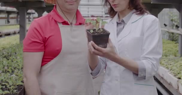 Homme et femme discutant de plantules ou de fleurs en pot dans une serre chaude. Employés caucasiens masculins et féminins méconnaissables discutant de culture en serre. Siège social Cinema 4k ProRes. — Video