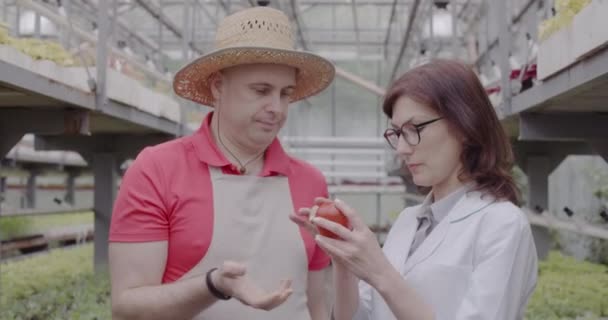 Triste hombre caucásico en sombrero de paja dando tomate a científica profesional en invernadero. Retrato de un granjero desesperado consultando a un agrónomo en invernadero. Sede del cine 4k ProRes . — Vídeos de Stock