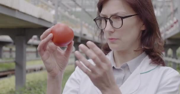 Close-up van een gefocuste vrouw in een bril die naar tomaat kijkt in de kas. Zelfverzekerd geconcentreerd Kaukasisch bioloog onderzoekt groente in kas. Cinema 4k ProRes Hoofdkwartier. — Stockvideo