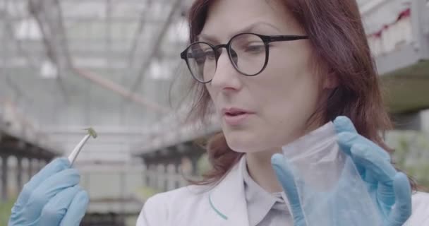 Mujer atractiva en anteojos mirando la hoja de la planta y poniéndola en un paquete transparente. Retrato de un hermoso científico caucásico profesional que investiga en invernadero. Sede del cine 4k ProRes . — Vídeo de stock